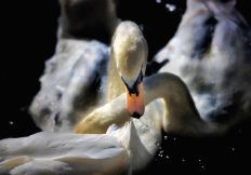 1332 Swan